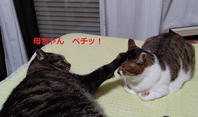 f:id:nekoyanookami:20200903233510j:plain