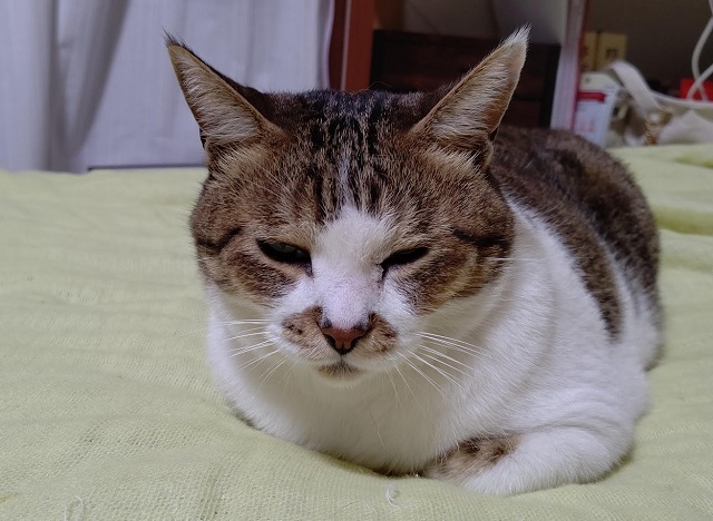 f:id:nekoyanookami:20200903234750j:plain