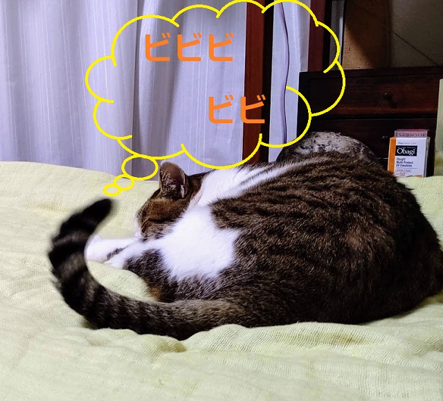 f:id:nekoyanookami:20200912154536j:plain f:id:nekoyanookami:20200912154536j:plain