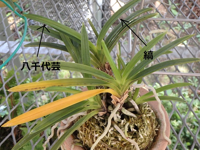 f:id:nekoyanookami:20200917170136j:plain