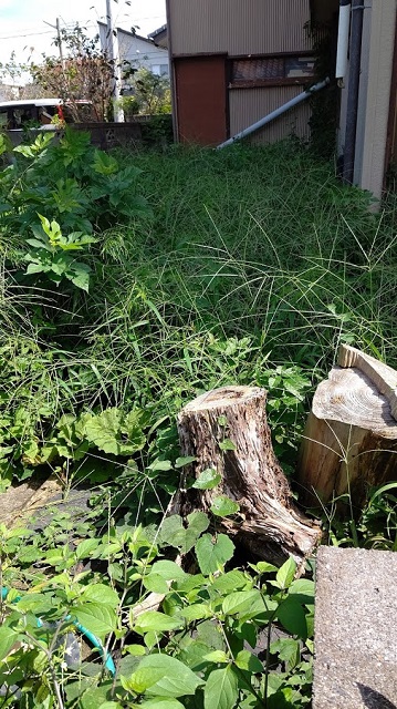 f:id:nekoyanookami:20200923174245j:plain