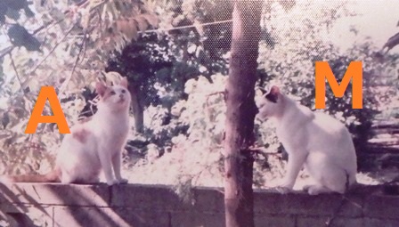 f:id:nekoyanookami:20200923214027j:plain