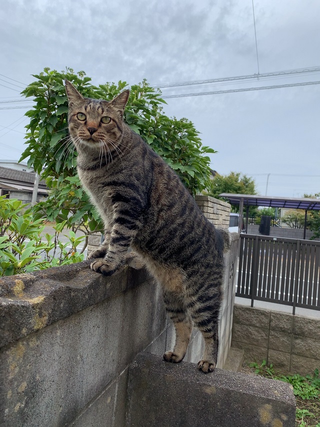 f:id:nekoyanookami:20201005170858j:plain