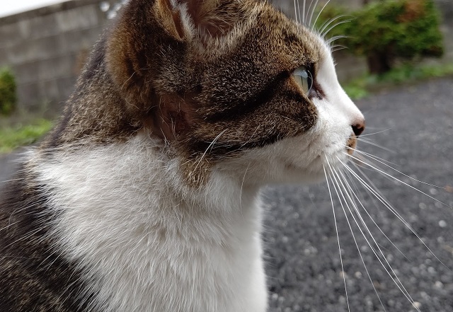 f:id:nekoyanookami:20201005174559j:plain