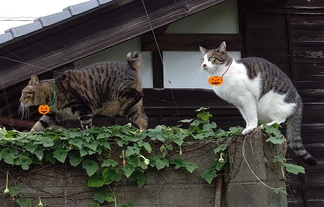 f:id:nekoyanookami:20201029154708j:plain f:id:nekoyanookami:20201029154708j:plain