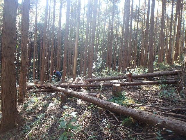 f:id:nekoyanookami:20201110144352j:plain