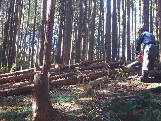 f:id:nekoyanookami:20201110144413j:plain