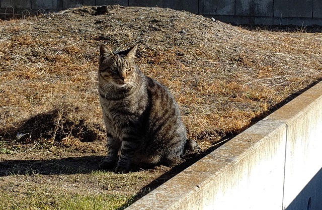 f:id:nekoyanookami:20201201225628j:plain
