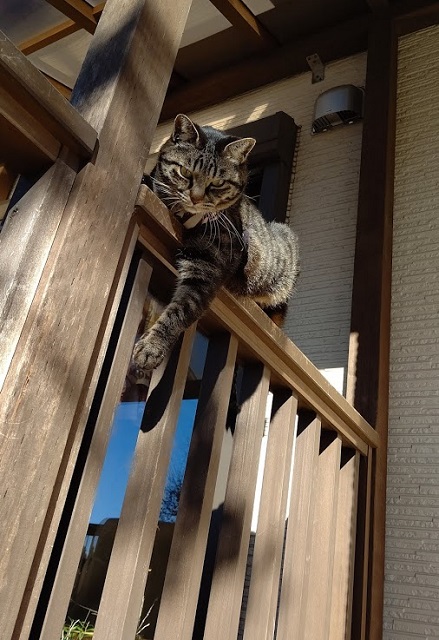 f:id:nekoyanookami:20201216151453j:plain