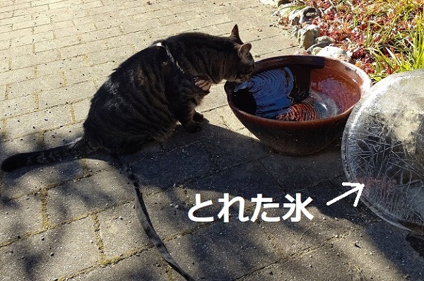f:id:nekoyanookami:20201217170702j:plain