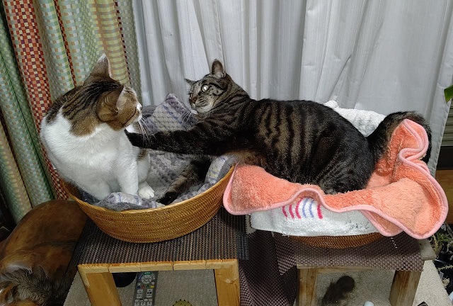 f:id:nekoyanookami:20210203232452j:plain