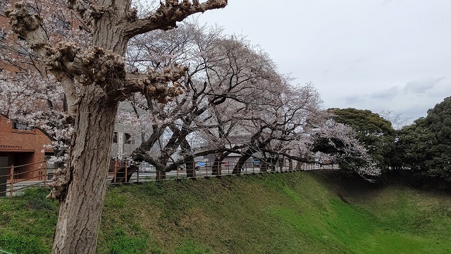 f:id:nekoyanookami:20210325215344j:plain