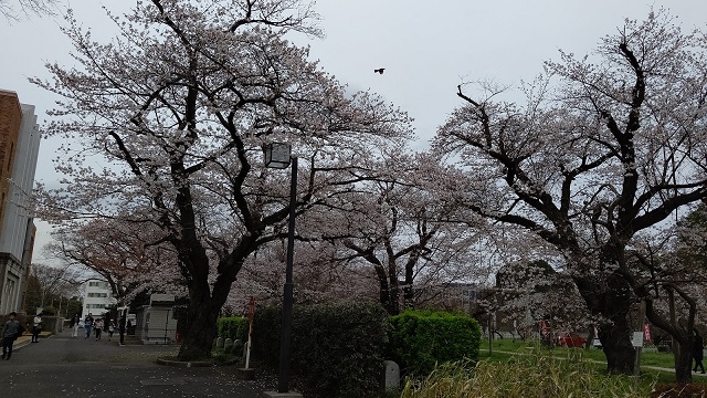 f:id:nekoyanookami:20210325220034j:plain