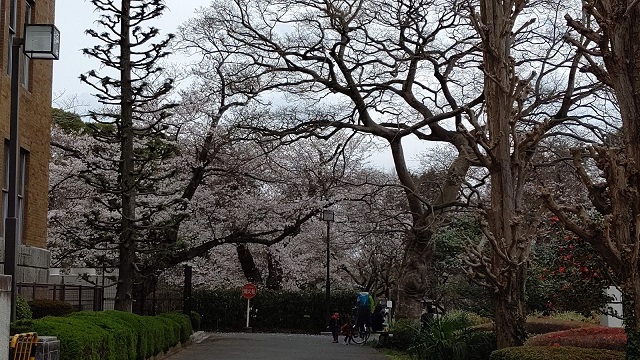 f:id:nekoyanookami:20210325220110j:plain