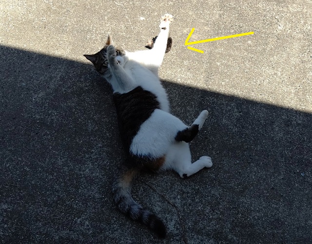 f:id:nekoyanookami:20210513143929j:plain