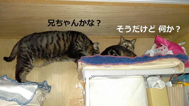 f:id:nekoyanookami:20210519170432j:plain