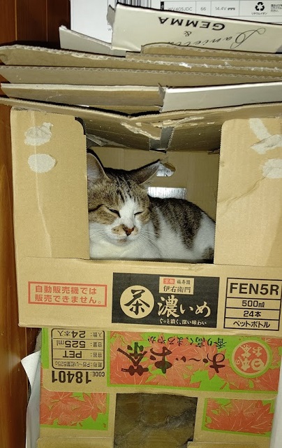f:id:nekoyanookami:20210801154103j:plain