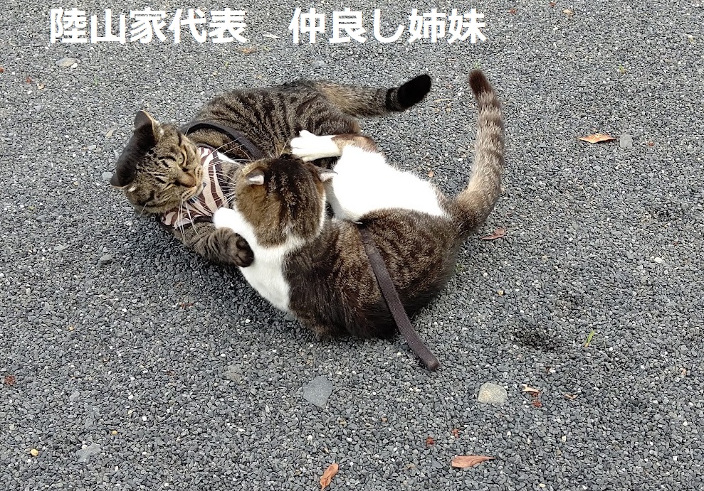 f:id:nekoyanookami:20210801155458j:plain