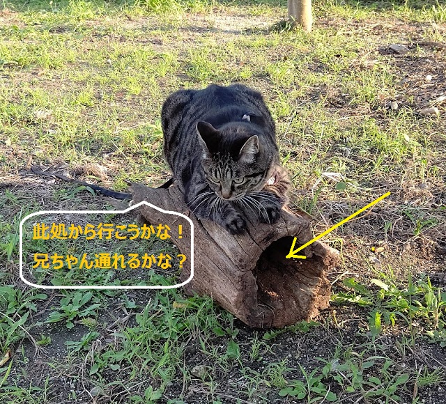 f:id:nekoyanookami:20210921230605j:plain