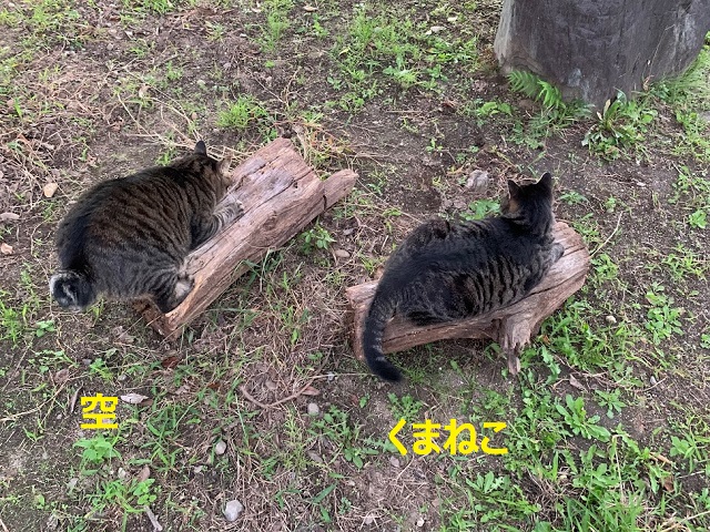f:id:nekoyanookami:20210921230636j:plain