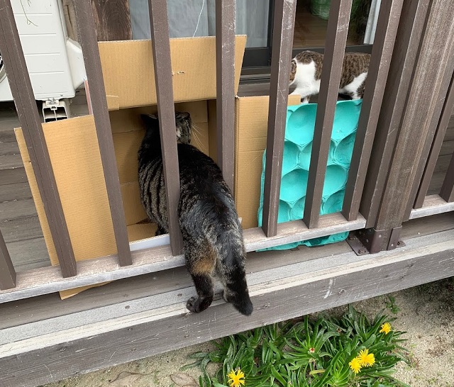 f:id:nekoyanookami:20210930222646j:plain