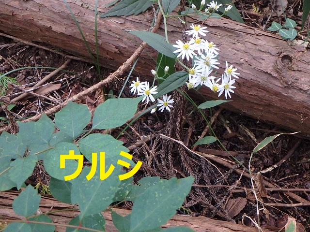 f:id:nekoyanookami:20211010145528j:plain