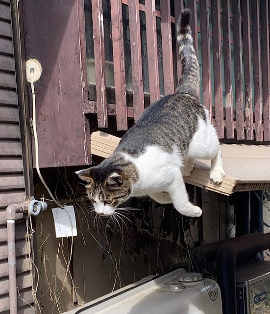 f:id:nekoyanookami:20211014233744j:plain