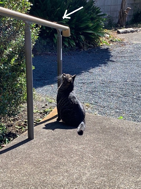 コキアの紅葉 ガンバくまねこ 猫屋の女将