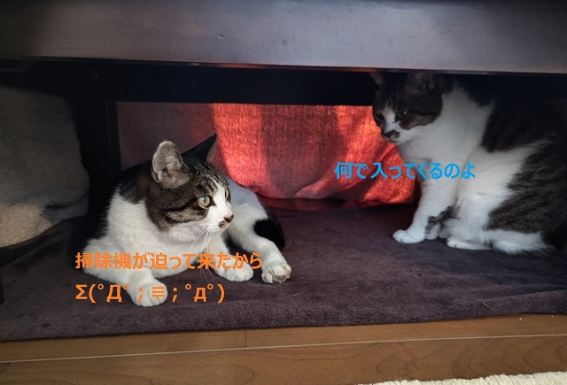 f:id:nekoyanookami:20220123183606j:plain