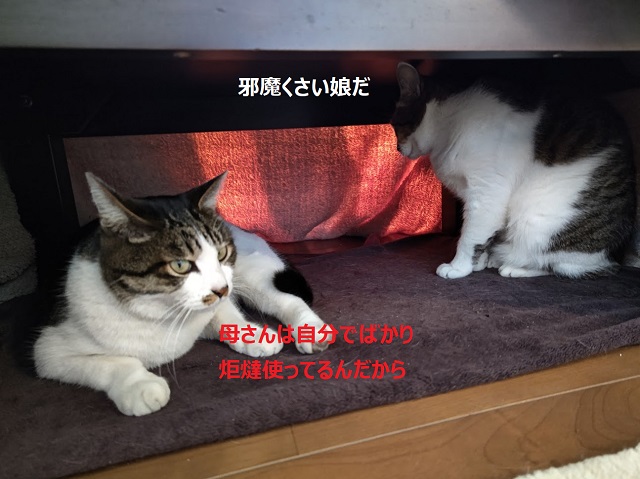f:id:nekoyanookami:20220123183735j:plain