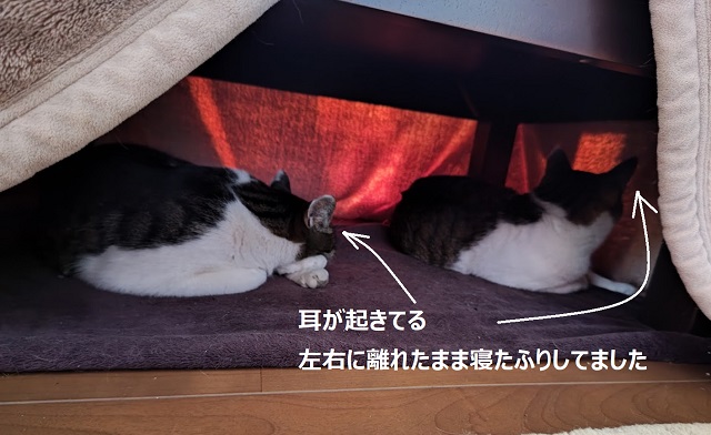 f:id:nekoyanookami:20220123183811j:plain