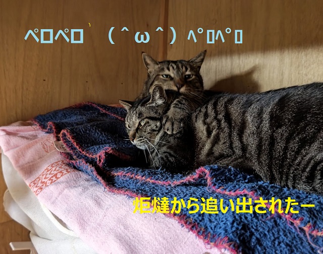 f:id:nekoyanookami:20220123184407j:plain