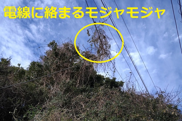f:id:nekoyanookami:20220130172235j:plain