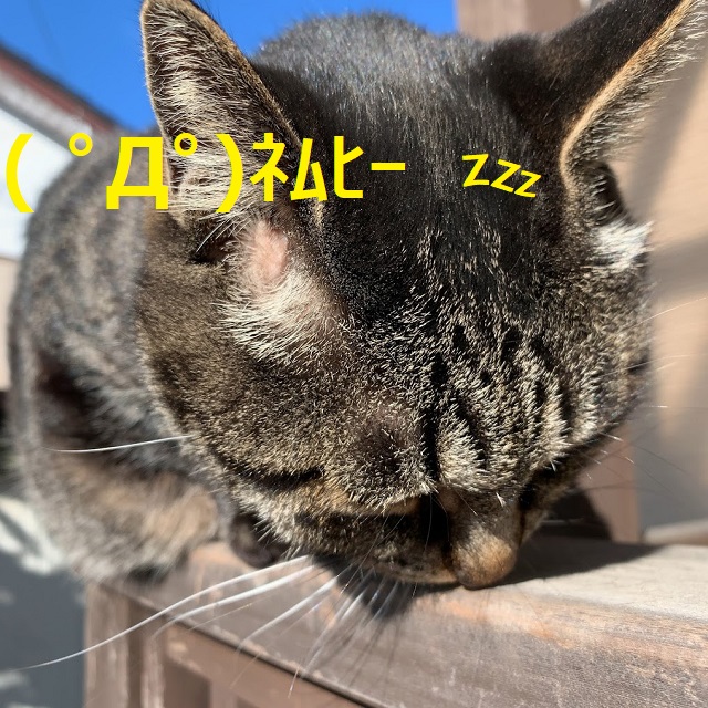 f:id:nekoyanookami:20220130175833j:plain
