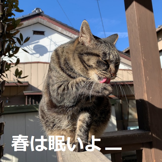 f:id:nekoyanookami:20220130175903j:plain