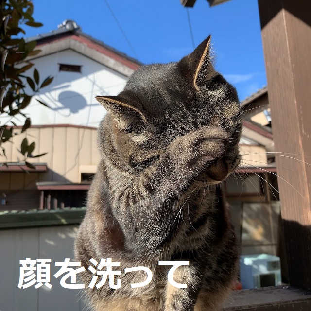 f:id:nekoyanookami:20220130175921j:plain