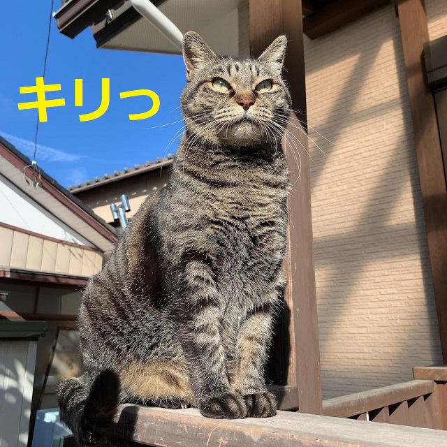 f:id:nekoyanookami:20220130175956j:plain
