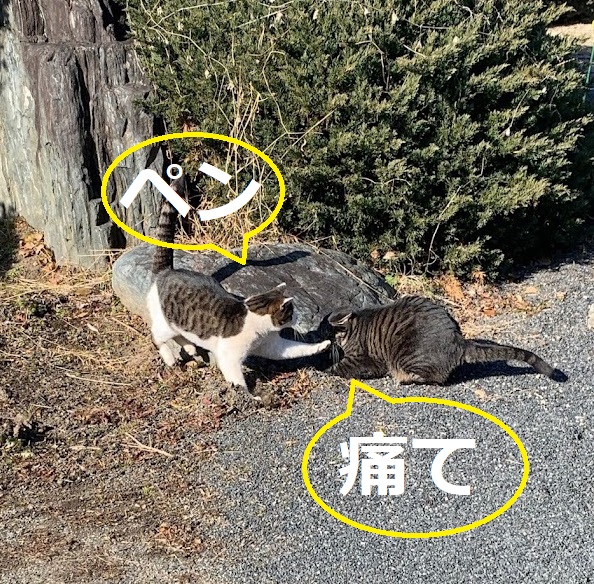 f:id:nekoyanookami:20220130180026j:plain