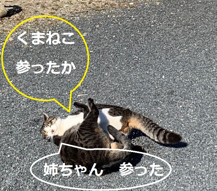 f:id:nekoyanookami:20220130180057j:plain