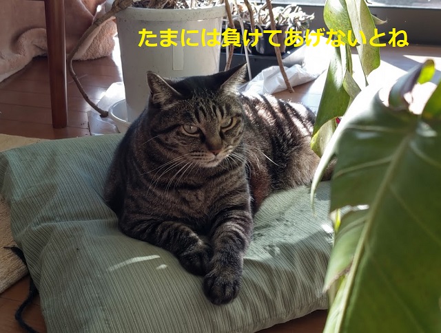 f:id:nekoyanookami:20220130180207j:plain