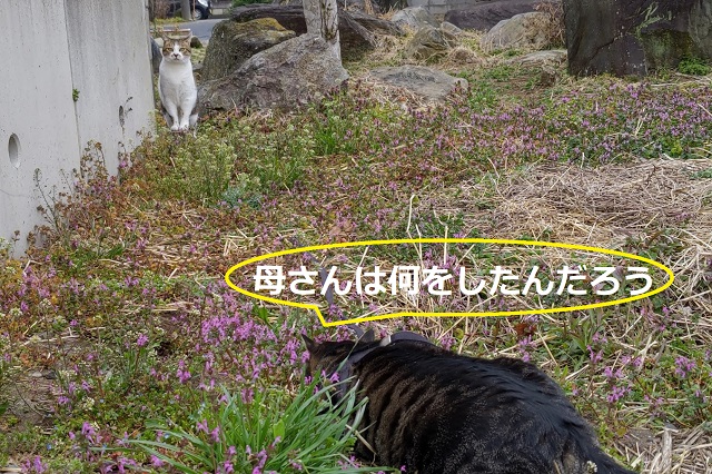 f:id:nekoyanookami:20220320183738j:plain