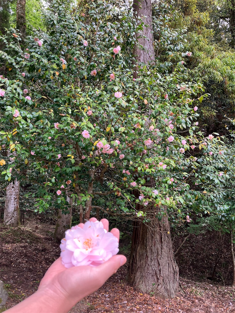 f:id:nekoyomemisako:20241003181444j:image f:id:nekoyomemisako:20241003181444j:image