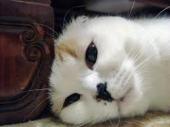 f:id:nekozamuraimk2:20200722182825j:plain