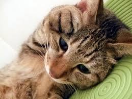 f:id:nekozamuraimk2:20200723185217j:plain
