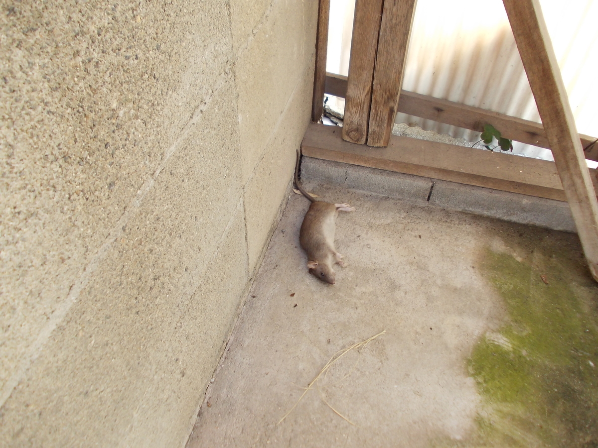 f:id:nekozamuraimk2:20201014182239j:plain f:id:nekozamuraimk2:20201014182239j:plain