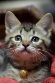 f:id:nekozamuraimk2:20210519180358j:plain