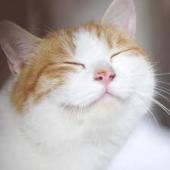 f:id:nekozamuraimk2:20210614181318j:plain