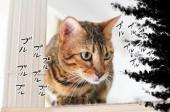 f:id:nekozamuraimk2:20210709181101j:plain
