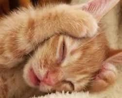 f:id:nekozamuraimk2:20210816181244j:plain