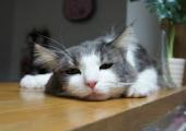f:id:nekozamuraimk2:20210820181153j:plain